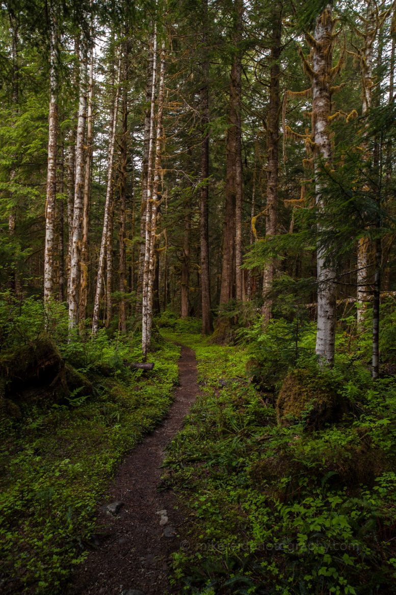 Forest Alder Path